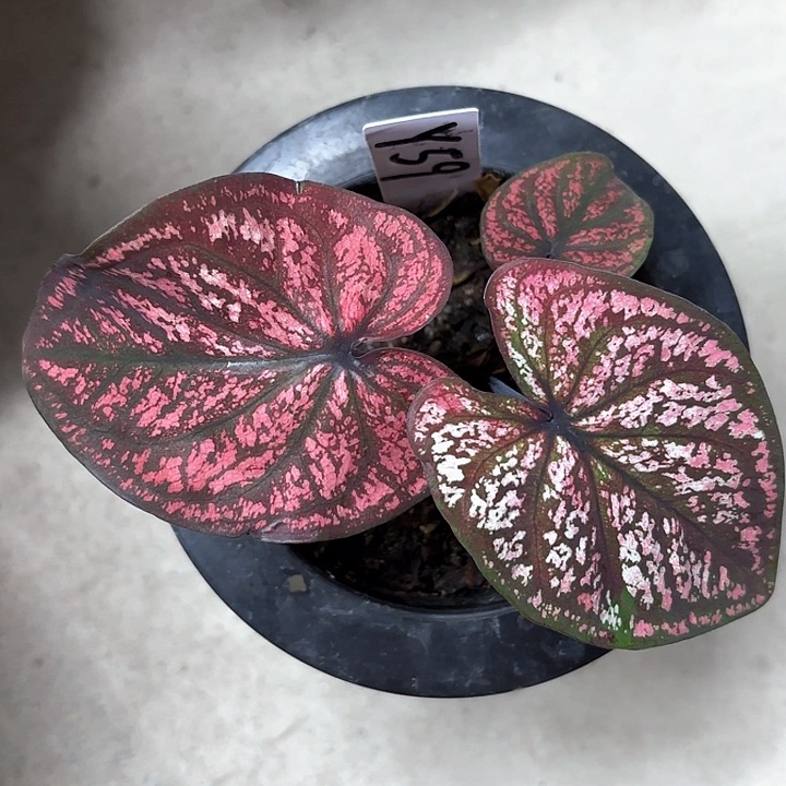 59-0212彩叶芋广东现货多肉