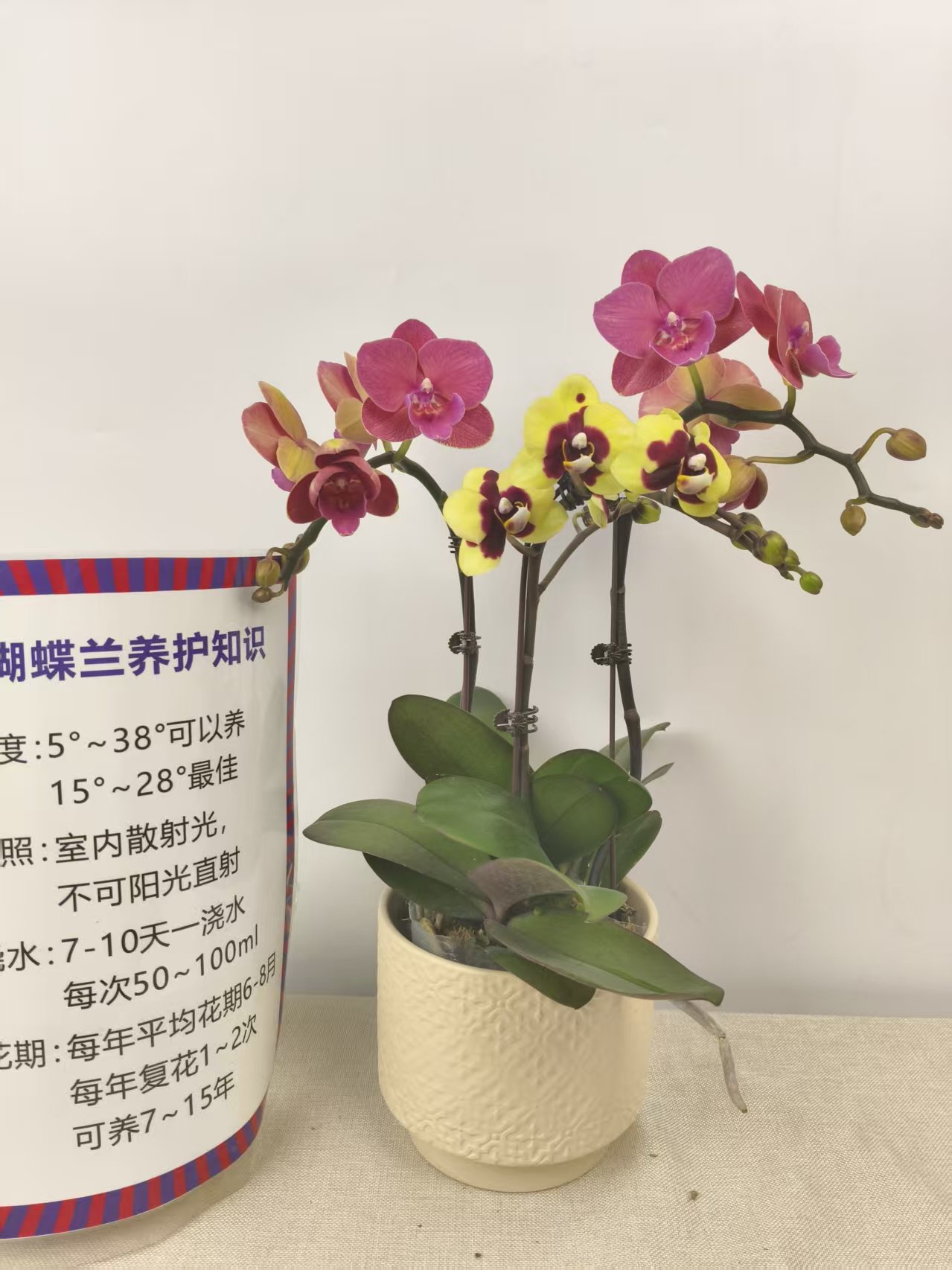 蝴蝶兰【红酒恋人+小浣熊】紫粉色系经典名兰室内绿植盆栽