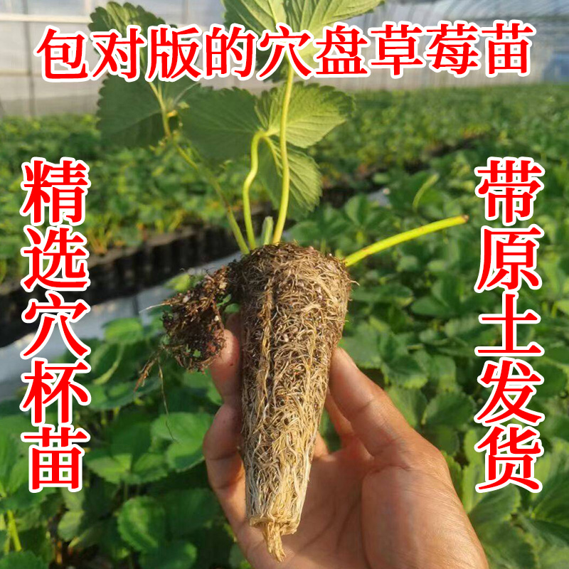 【脱毒草莓苗】脱毒二代穴盘香野粉玉金刚盐莓黑珍珠盆栽地栽种球