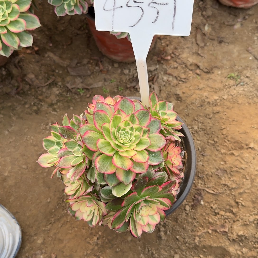 %***4551海仙多肉法师多肉