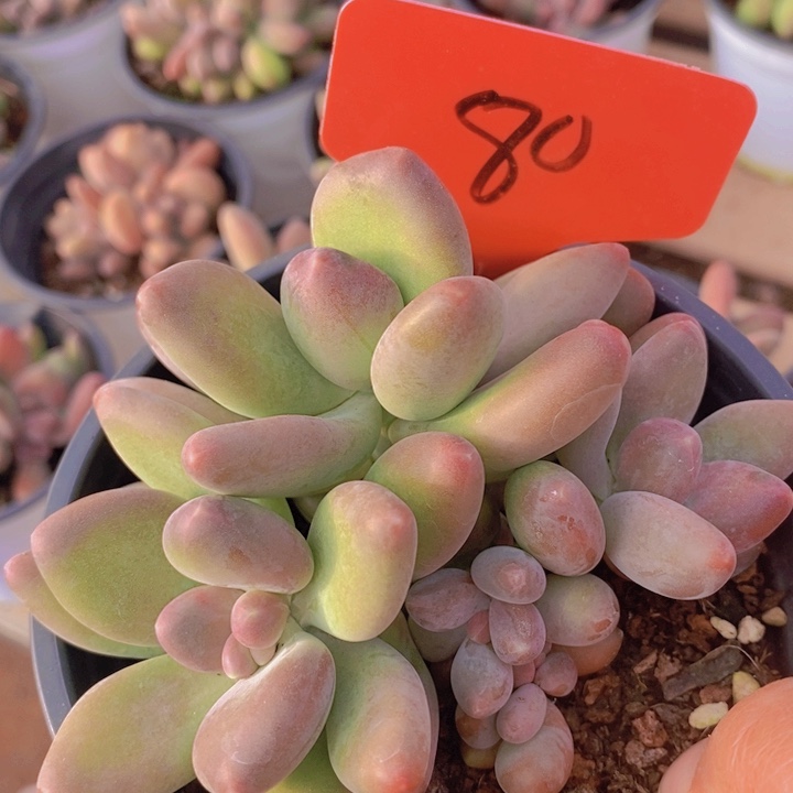 这个我就知道啊打