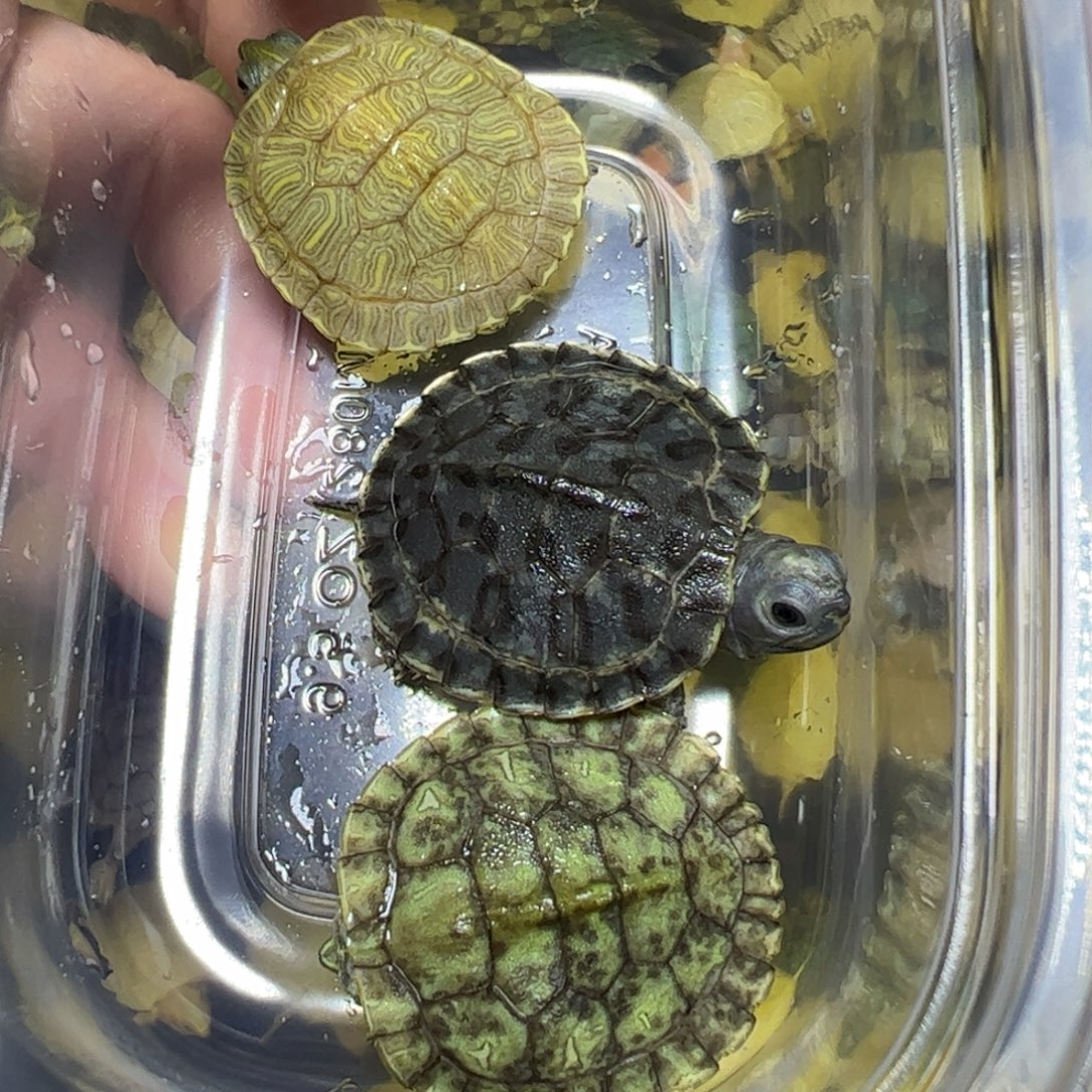 母绿毛龟不包售后