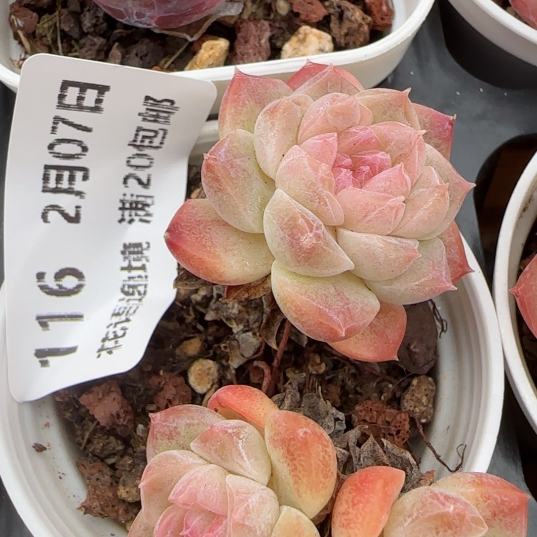 花语逸境0207-116