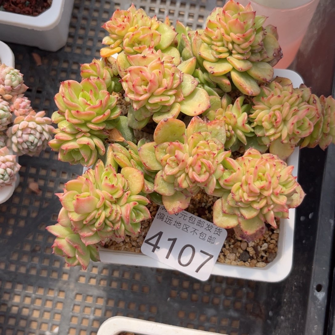 大4107（b c b c b b n n m