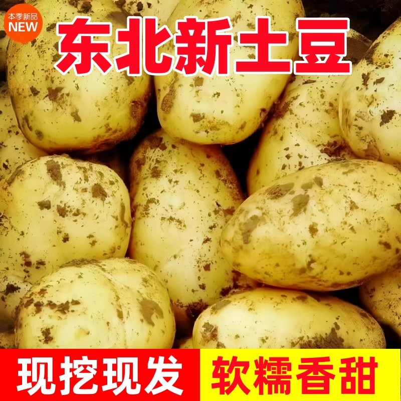2025现挖黄心新土豆新鲜5斤中大果东北农产品沙地黄皮包邮新鲜菜