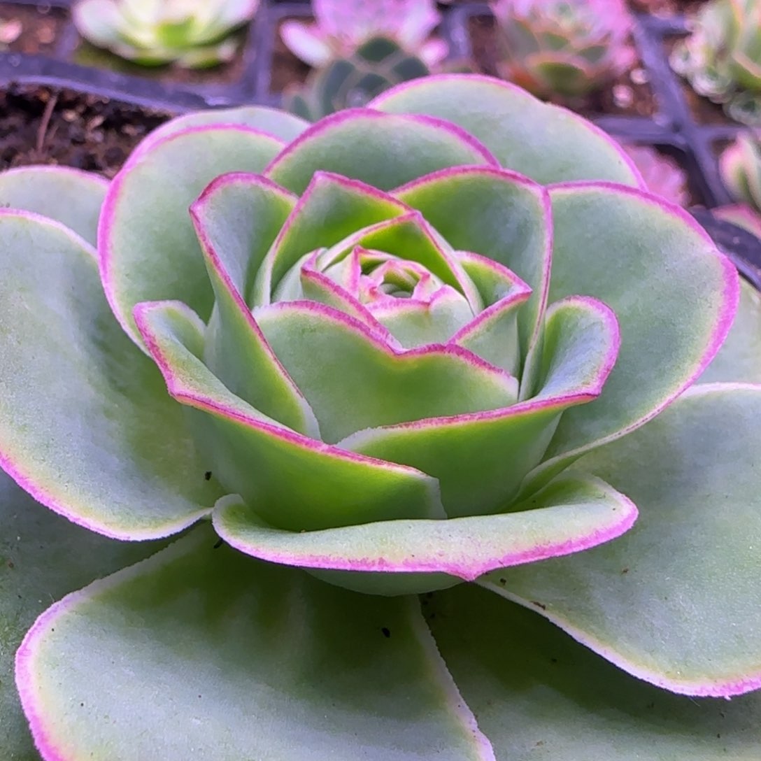 6厘米包心粉红色边1312457676