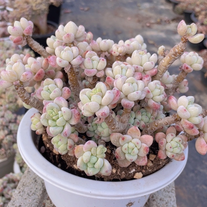 铭**子234号劳尔老桩多肉