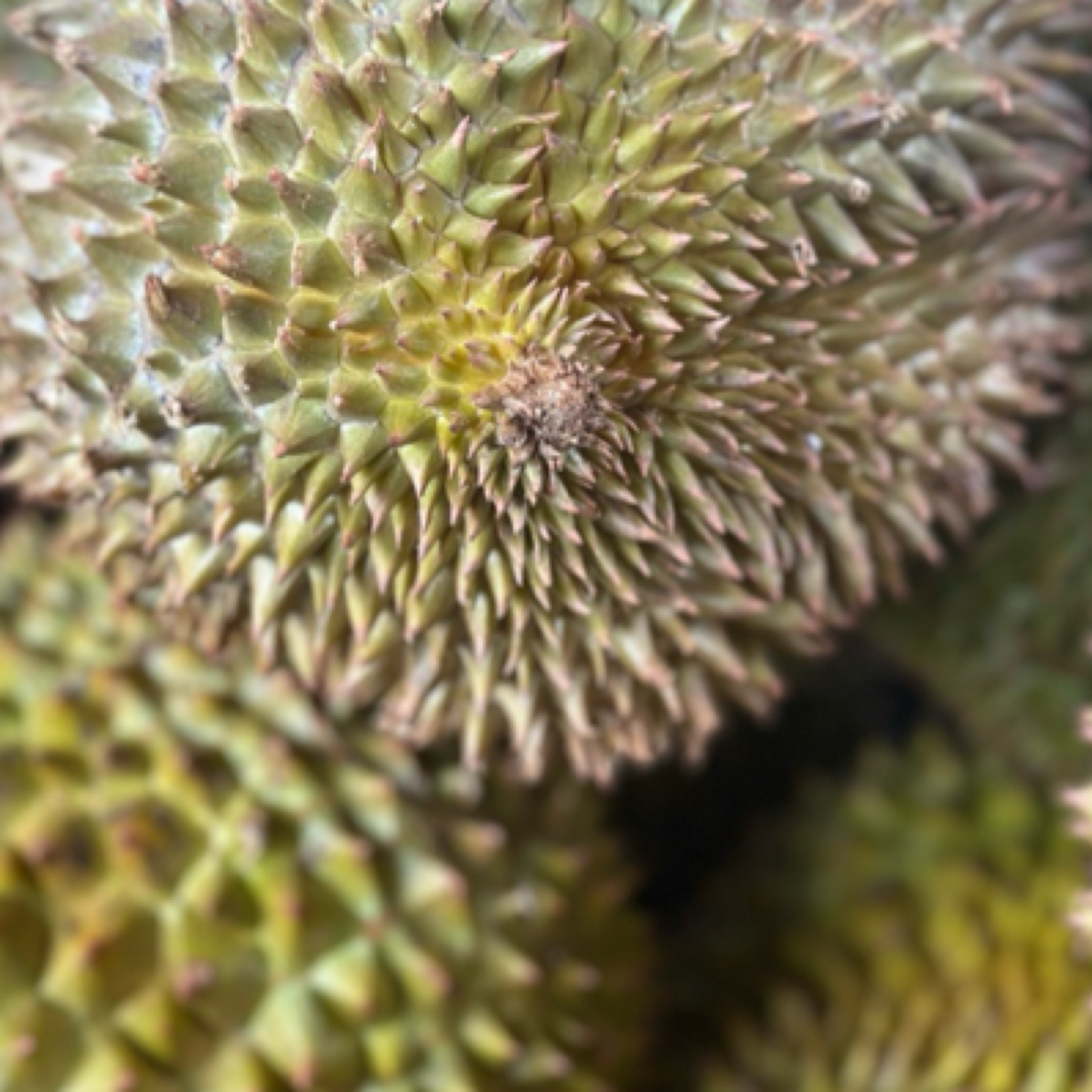 泰国金枕A级果，（1-2人）注明:干包肉质.香甜软糯.（鲜榴莲果拆肉138=1.3斤以上纯肉）核小，香甜软糯金枕泰国