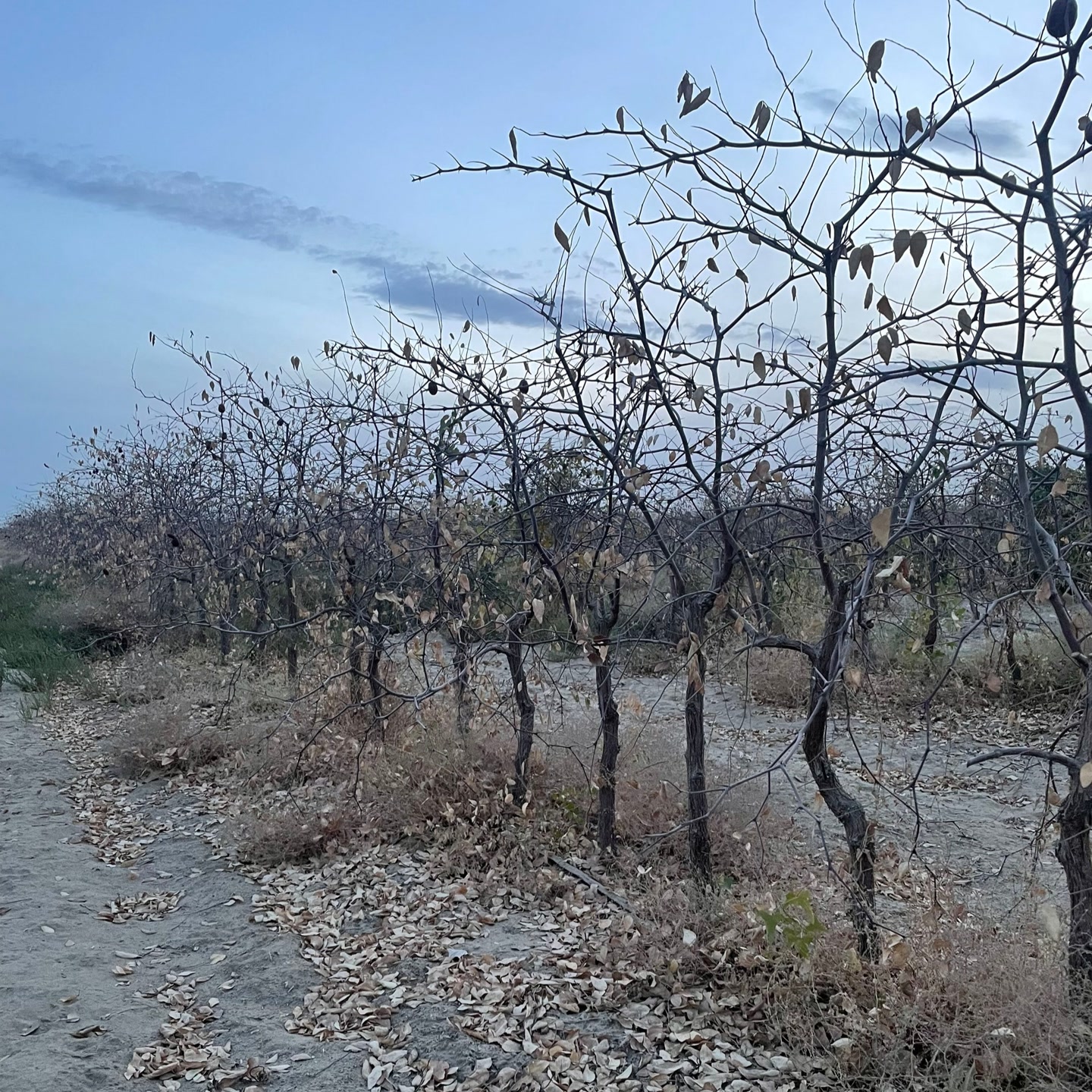 【售后20元运费】枣树售后，和主播或客服联系好了以后再下单！