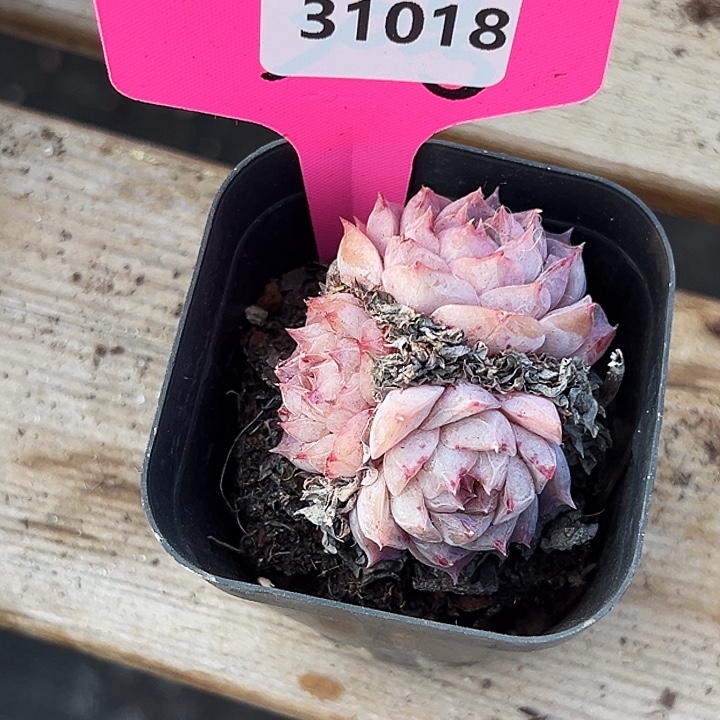 糖心。    31018号。   