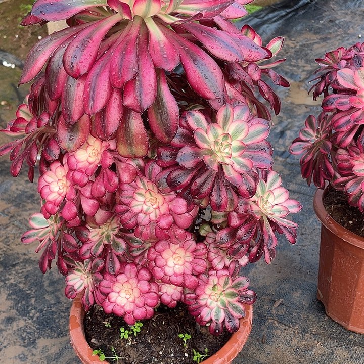 妮**8多肉法师多头法师386