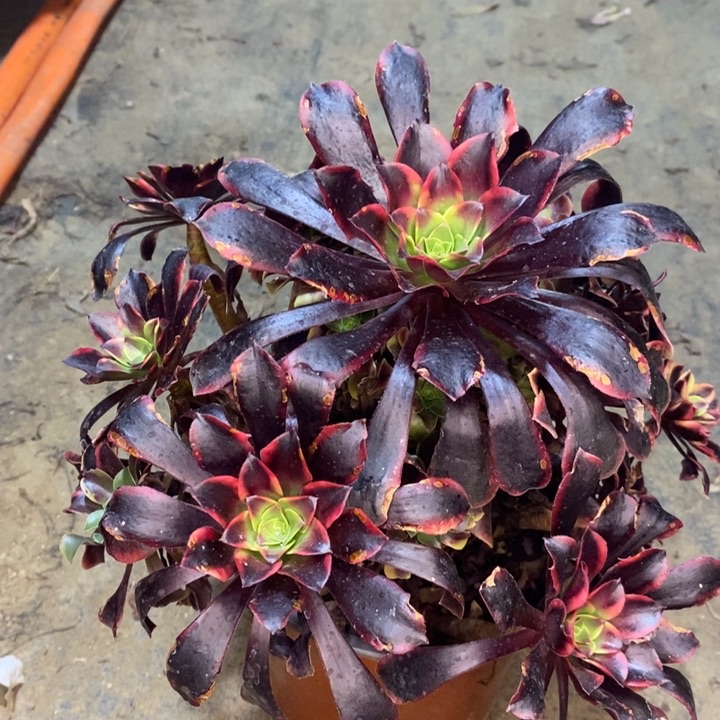 欧嘉莉多肉植物18。