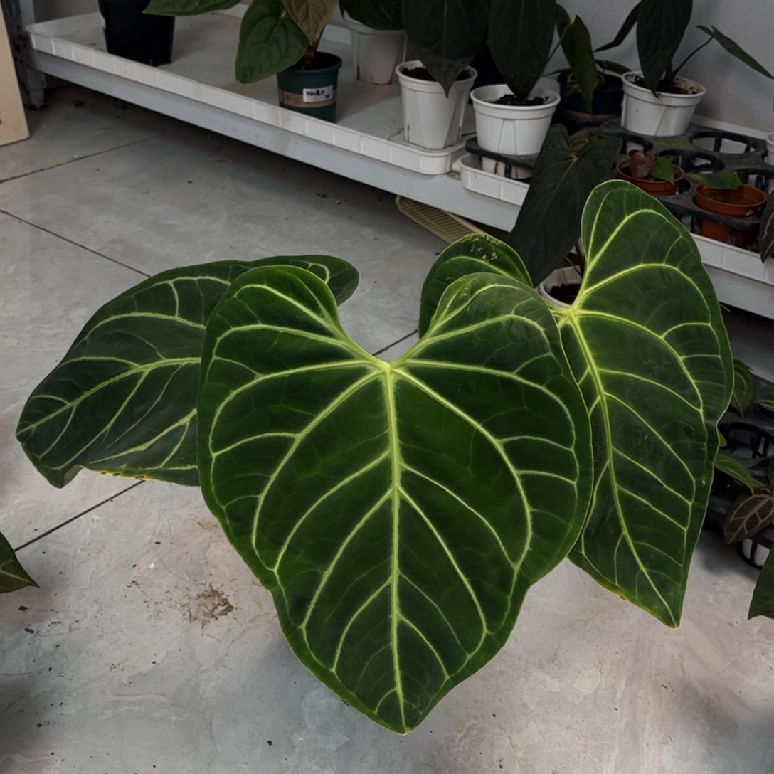 无花朵9333帝王定金