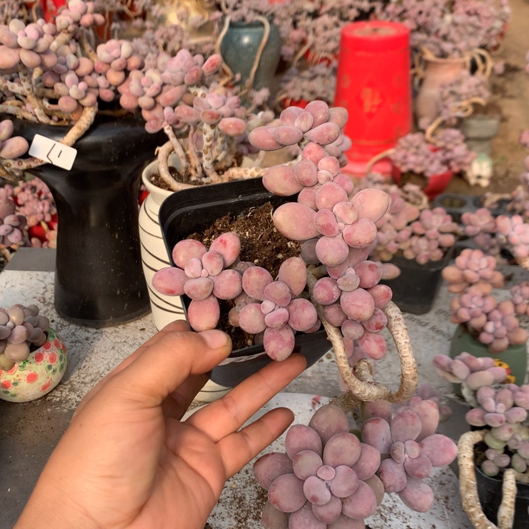 桃蛋老桩38号不带盆