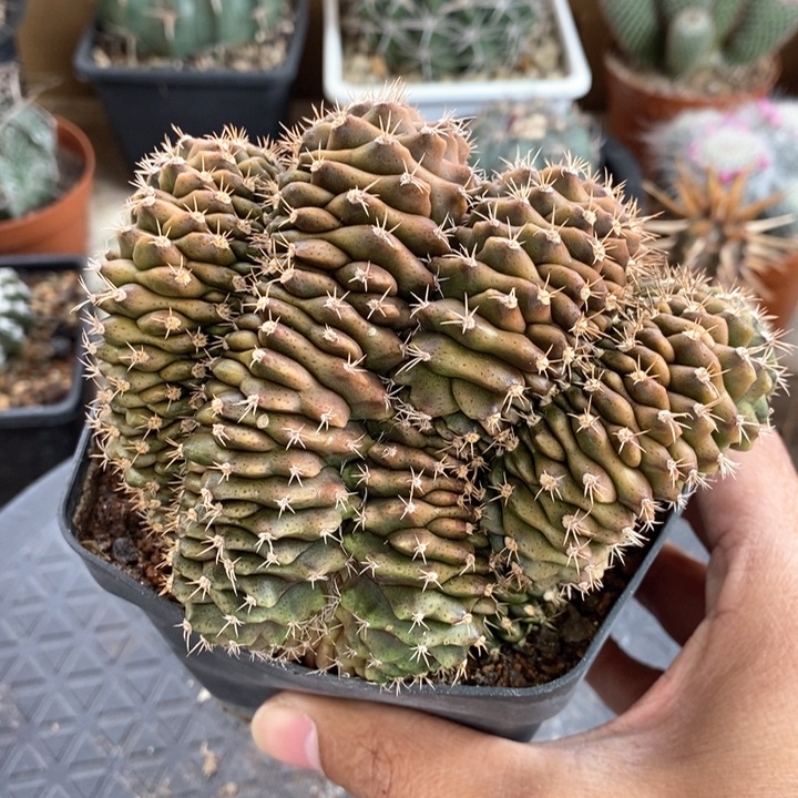 【闪购商品】牡丹玉缀化