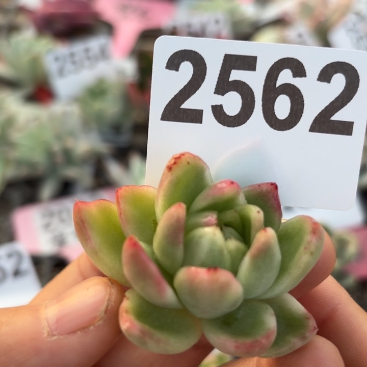 头盖锦多肉植物满18包邮低于零下8度请勿下单