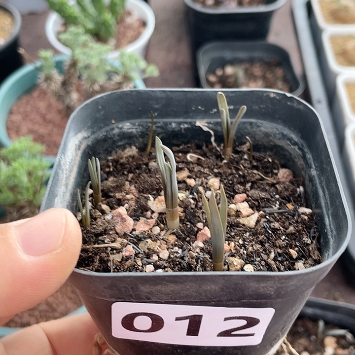 012宽叶海带弹簧草一盆