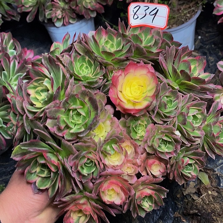 粉体海王老桩捧花839号