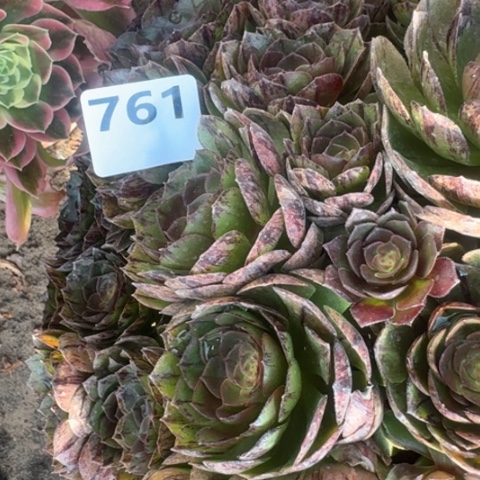 黄*法师万拉丝雨花石18-15