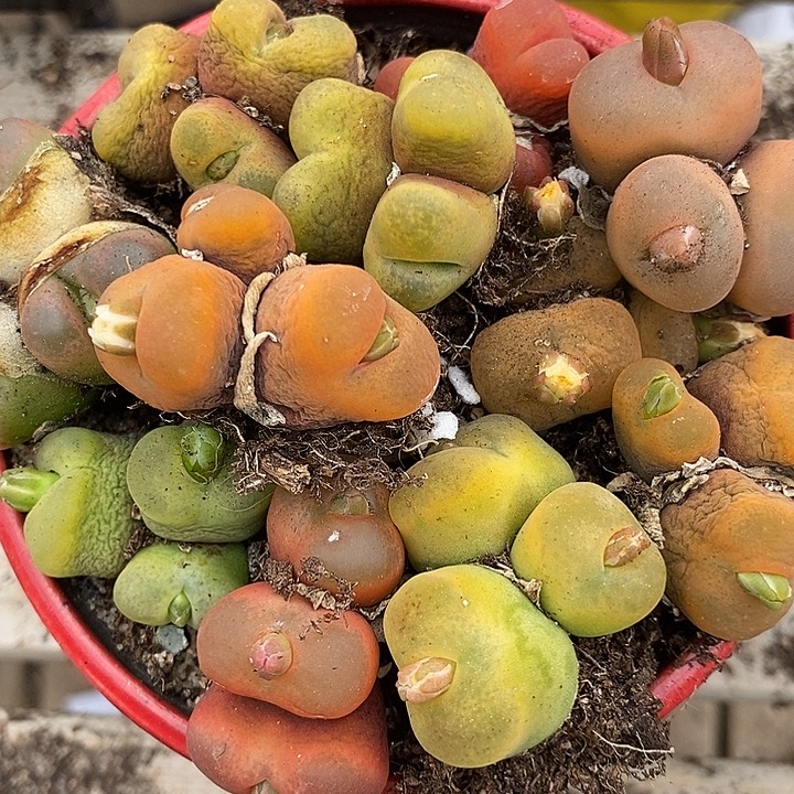 3头桃子有伤一颗。   