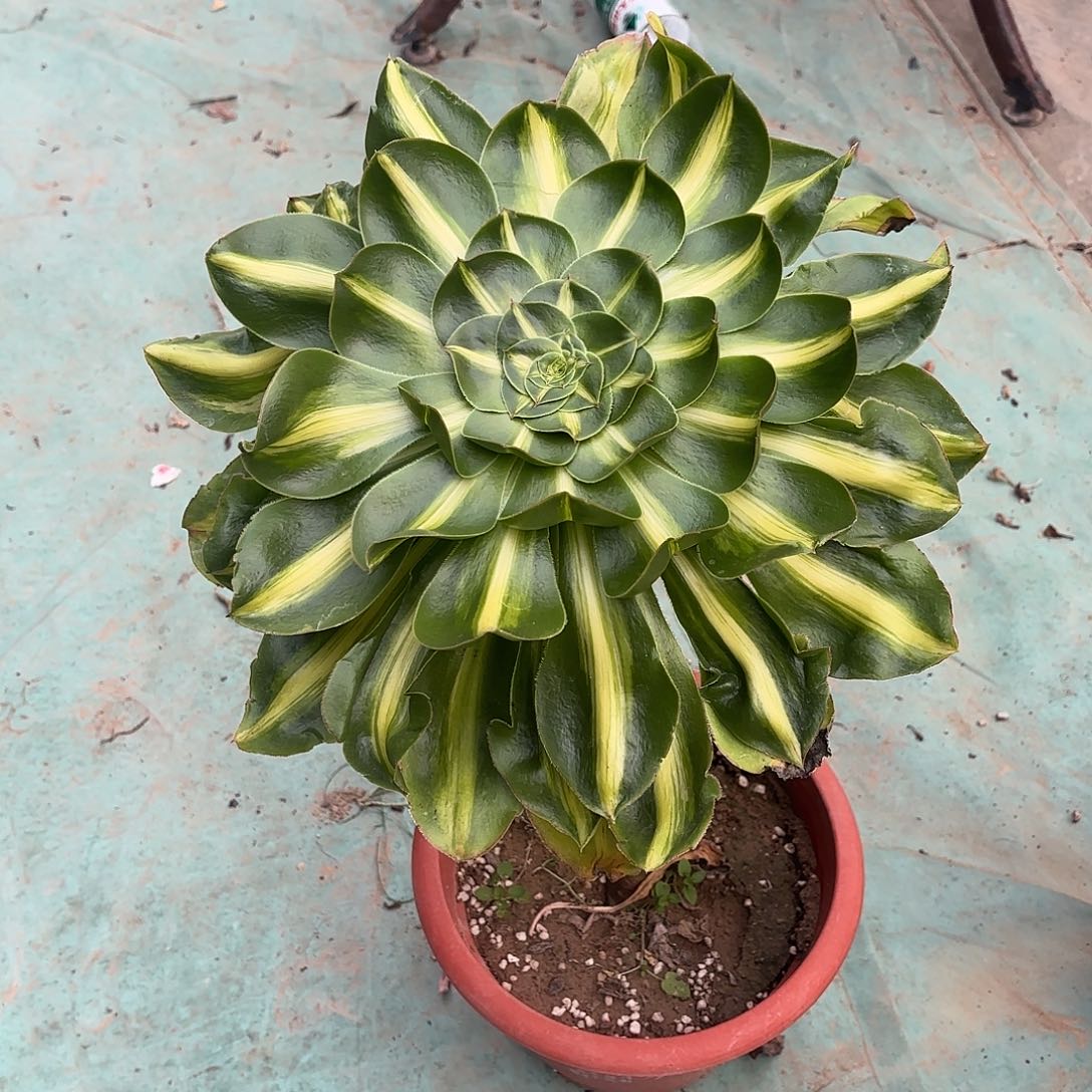 红陶哈哈哈哈就好哈哈哈哈哈哈