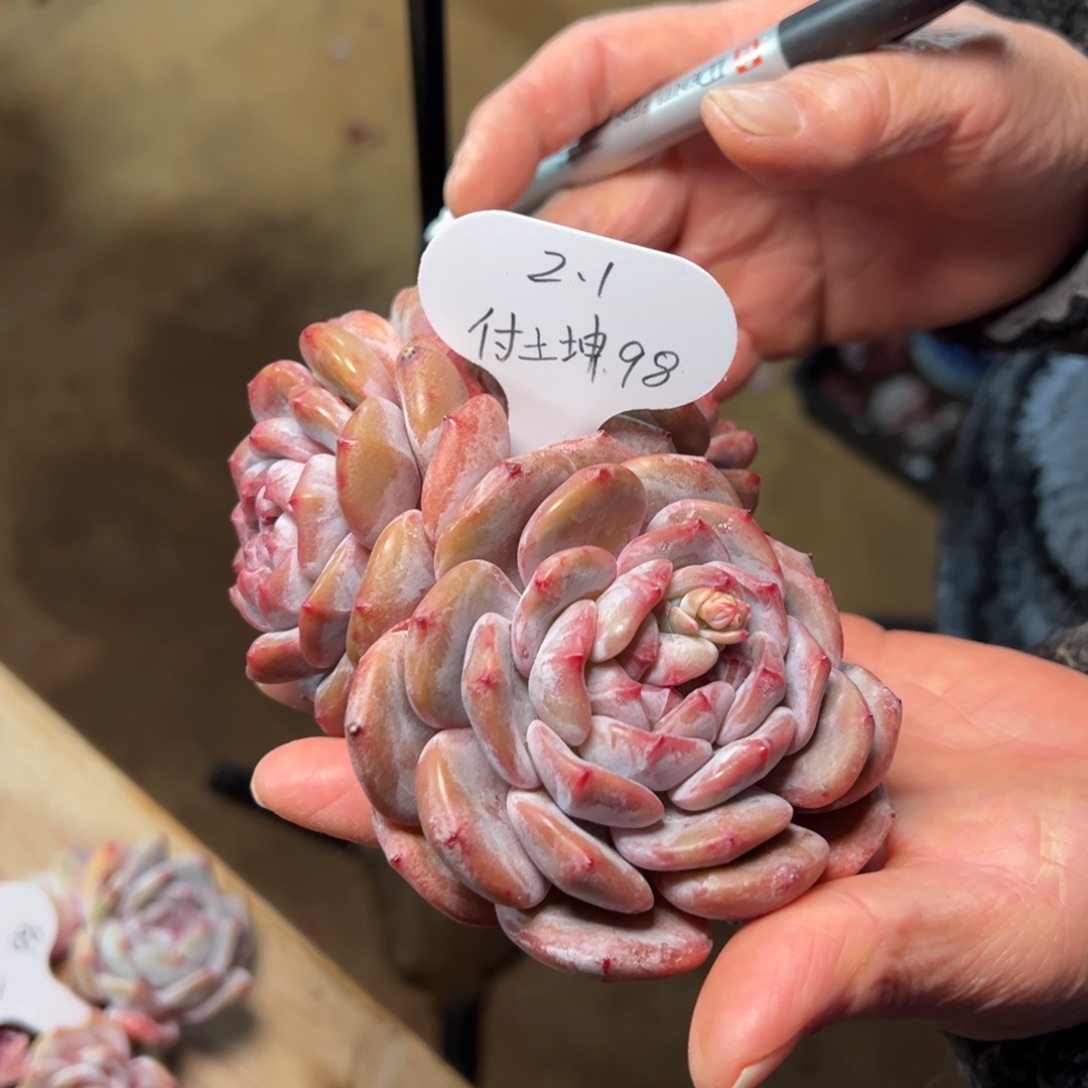 土坤石榴籽哈哈哈哈哈哈哈哈