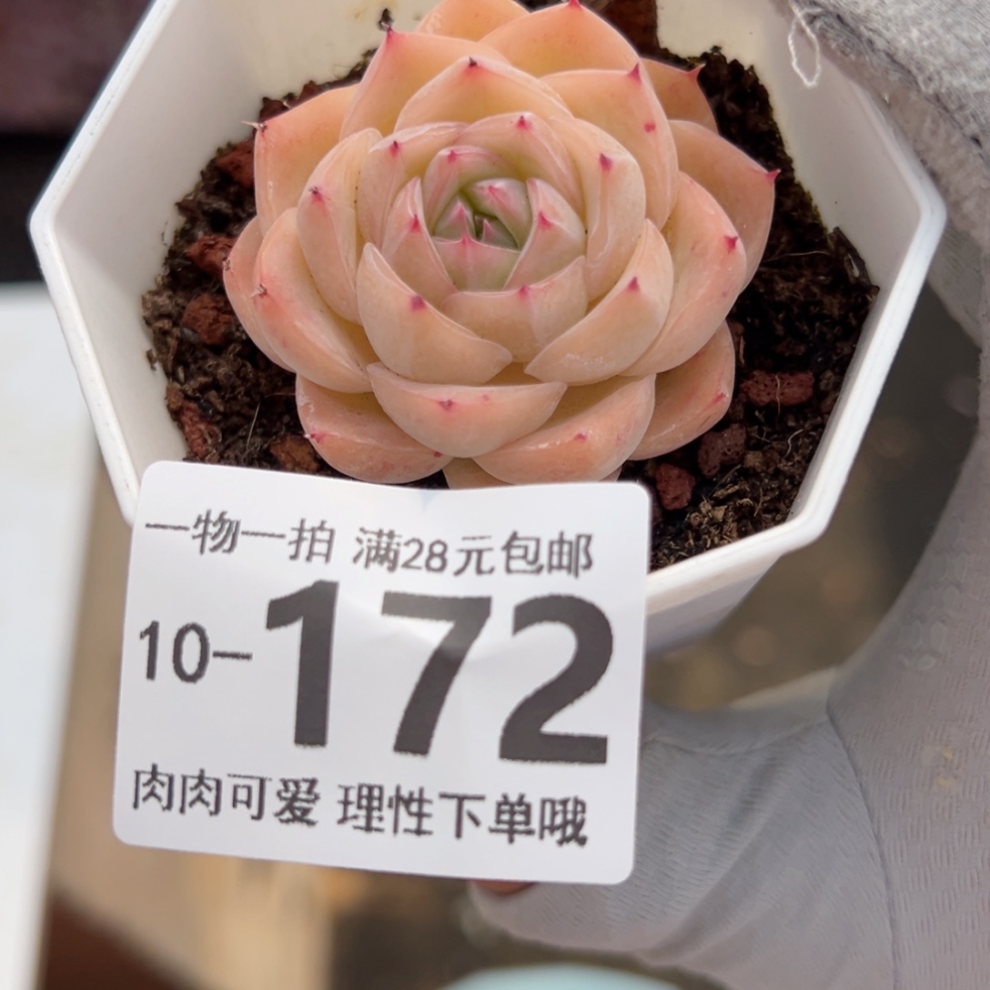 孤星多肉多肉多肉多肉