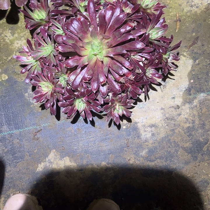 不包侧枝一物一拍18