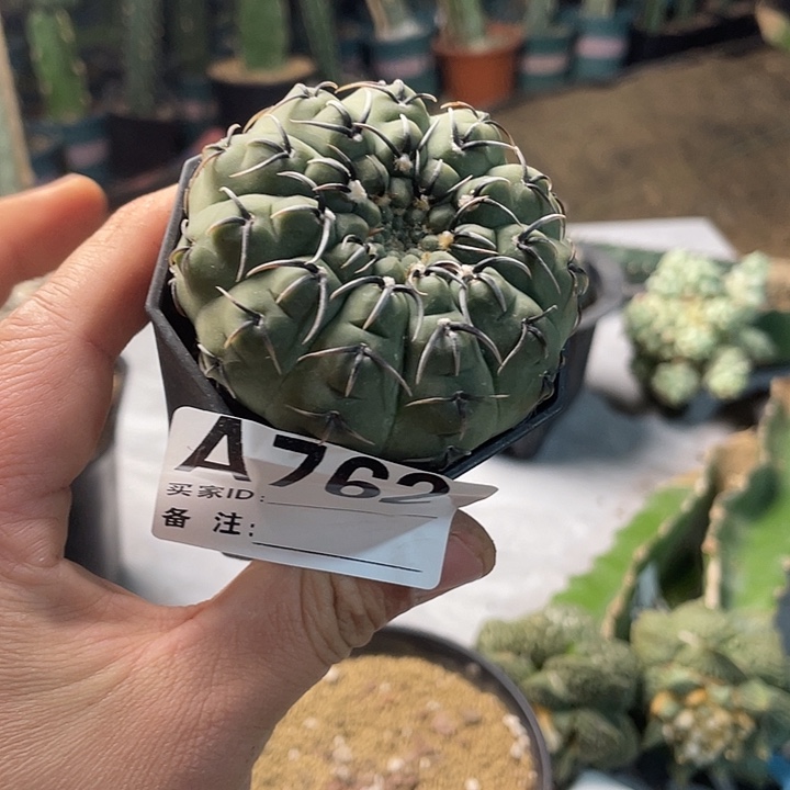 完全开放762怪龙一个