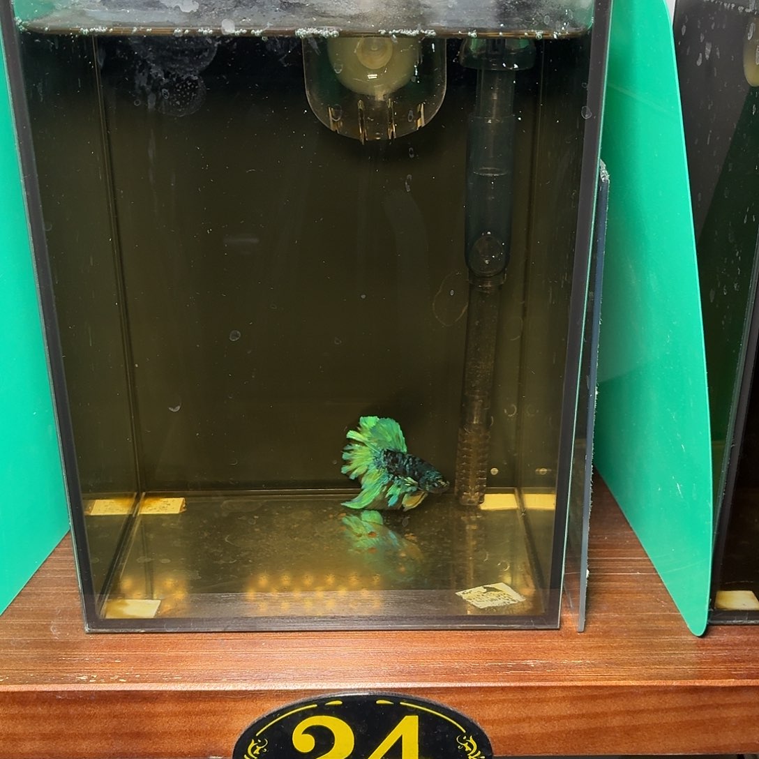 斗鱼暗黑半月母鱼