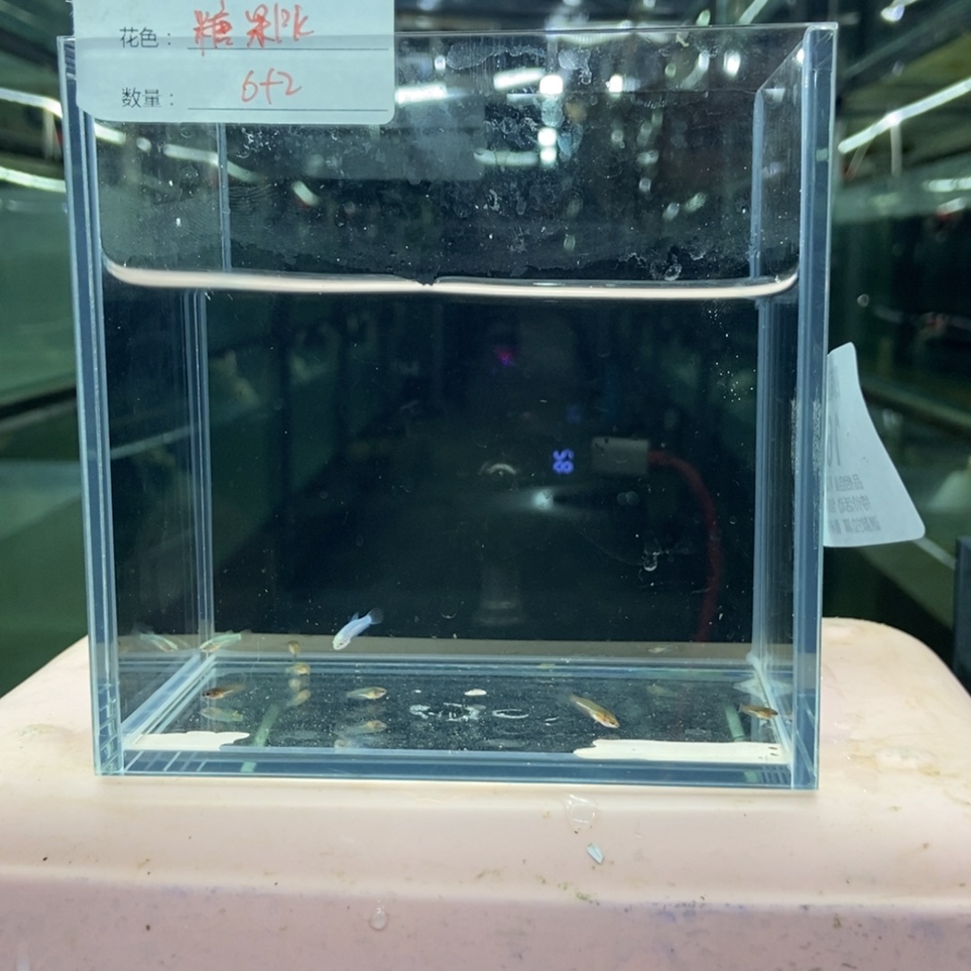 斗鱼包活不包损所见即所得162