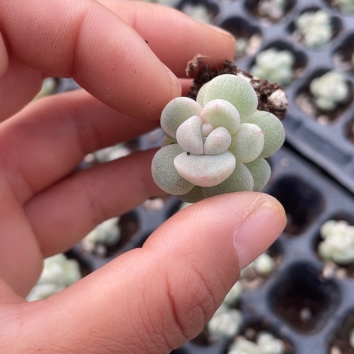 一***水一物一拍满18包邮