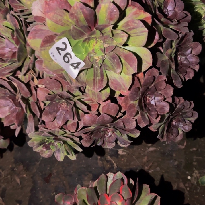 264墨染花月夜多肉植物