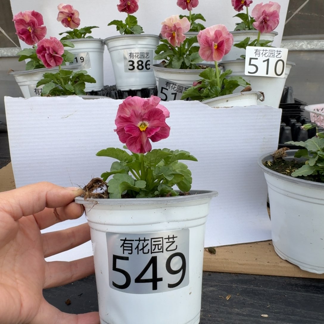 无花朵549号角堇