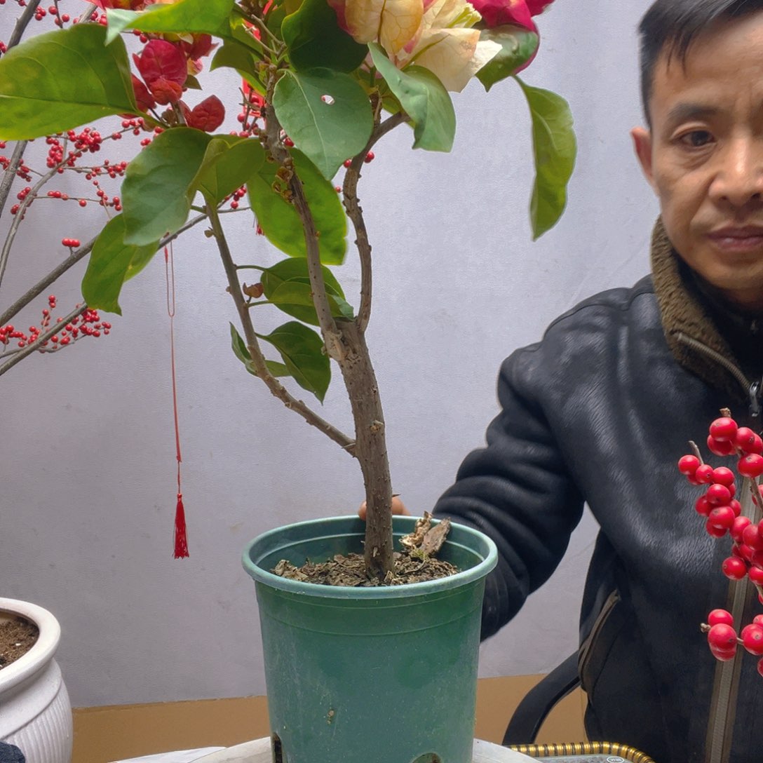 无花朵画报三角梅19.9