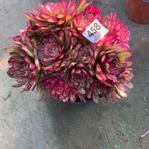 梅*雨458白月光朵朵多肉