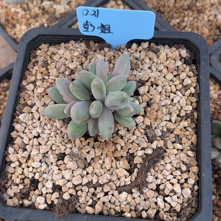 彭***姐伊莎贝拉多肉植物群1颗