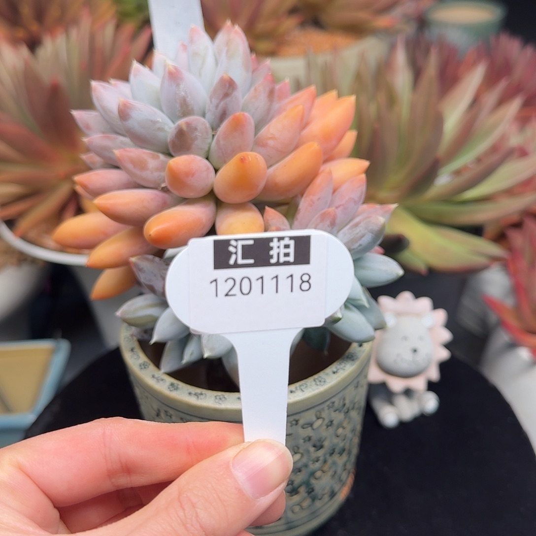 精品多肉植物1201118