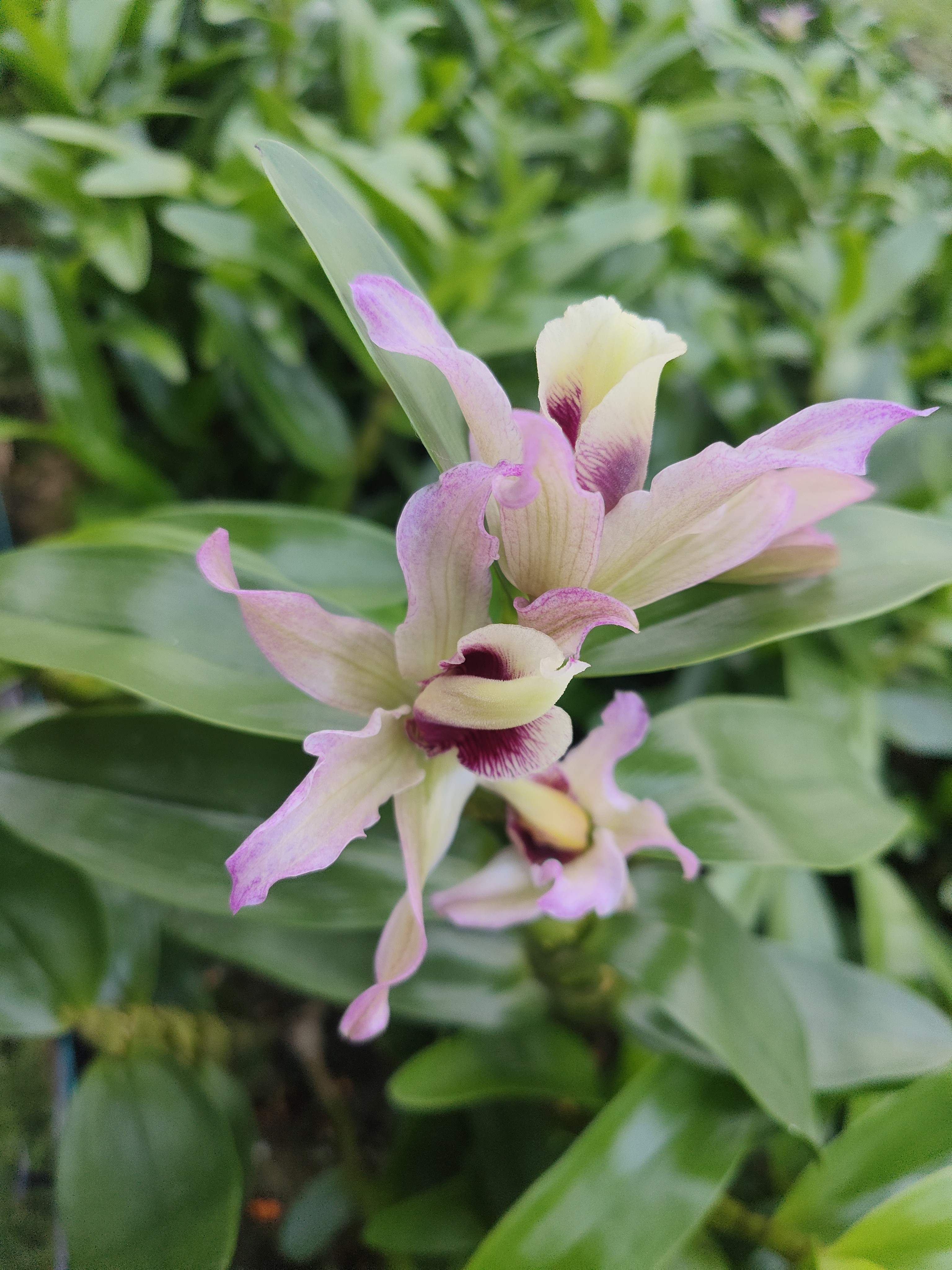 七彩扭瓣石斛(花色东方漂亮水晶兰)石斛兰兰花盆栽石斛兰盆栽绿植