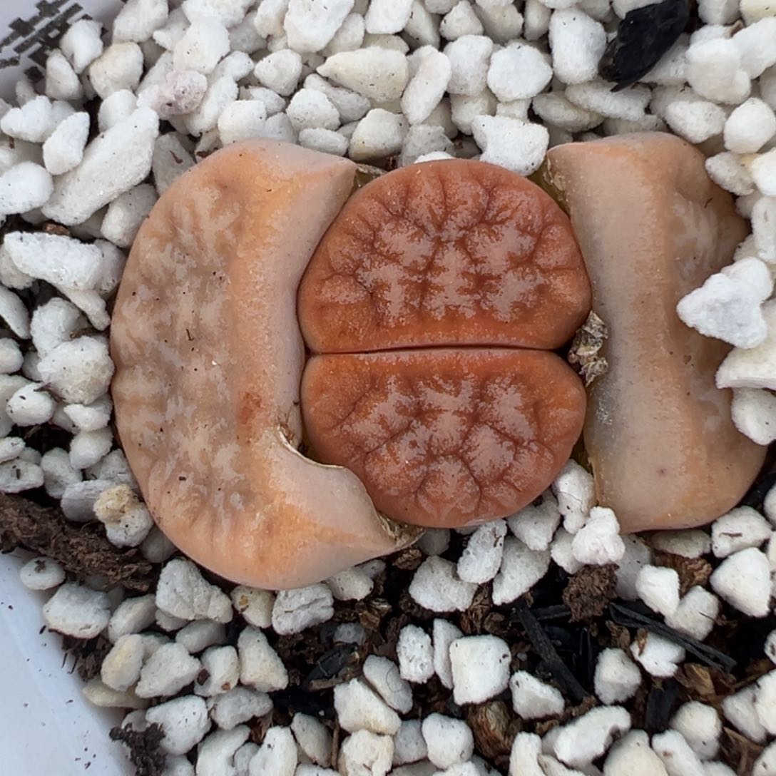 【闪购商品】?***？712……