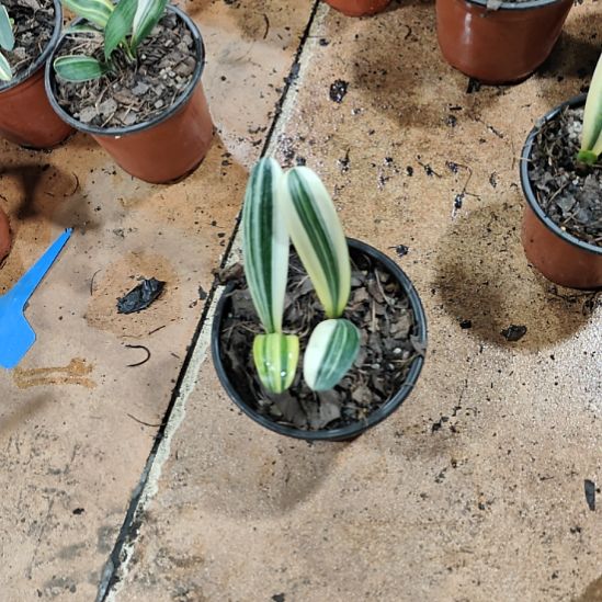 完全开放君子兰完全开放