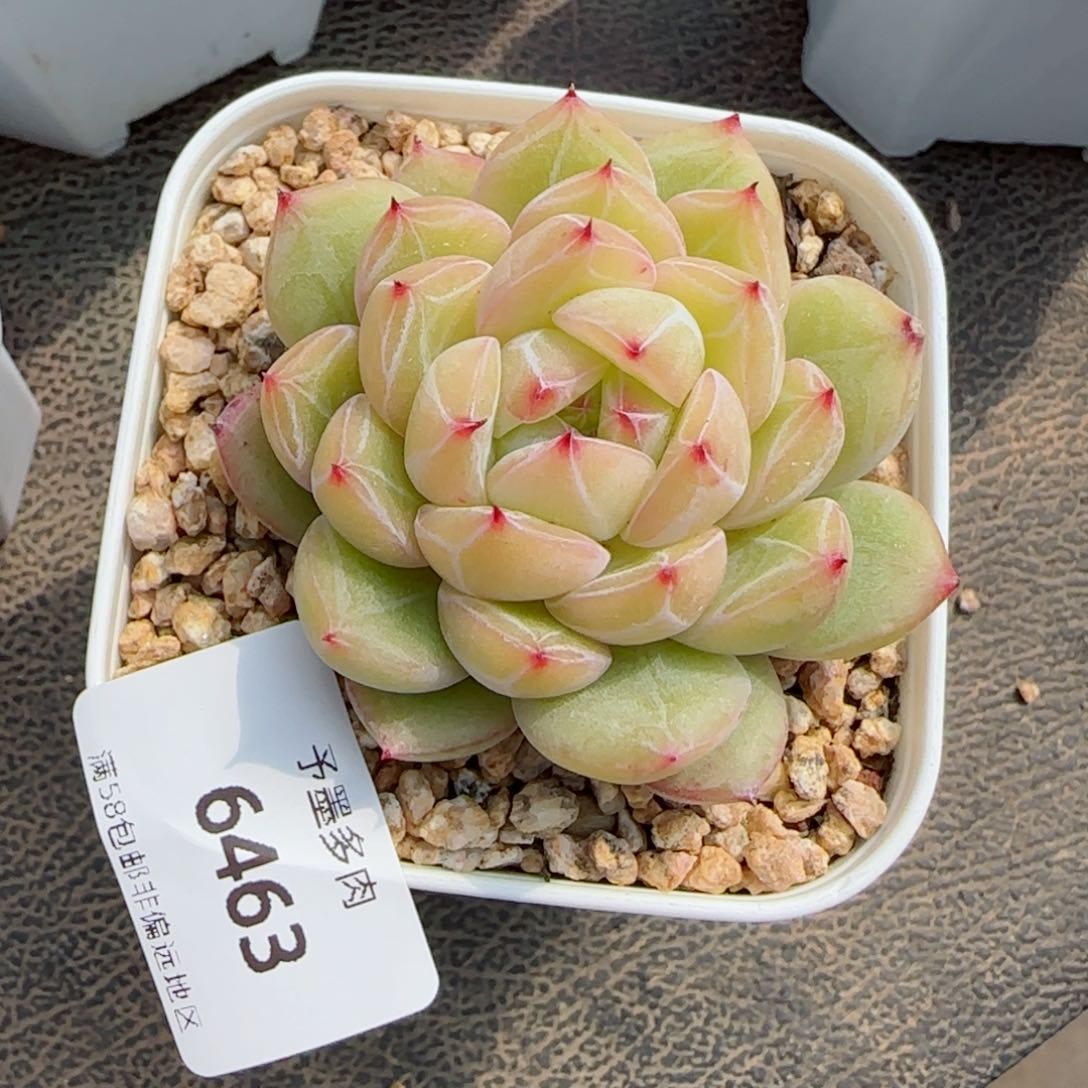 雪花珍妮，6463多肉植物