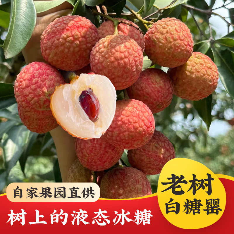 限广东【白糖罂】【顺丰空运】【精选果】【纯甜无酸】自家果园荔枝现摘现发新鲜5斤装