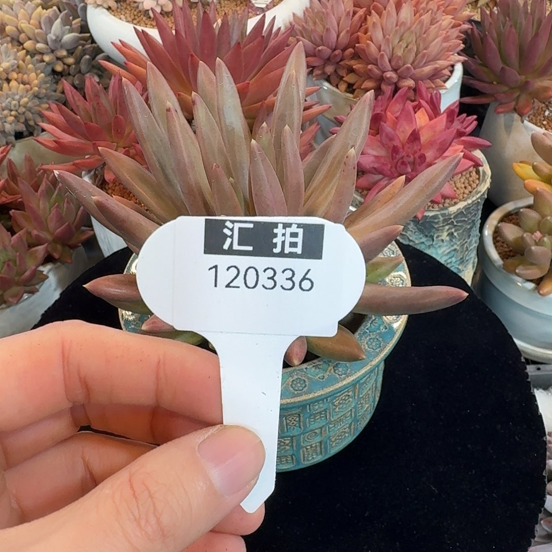 精品多肉植物120336