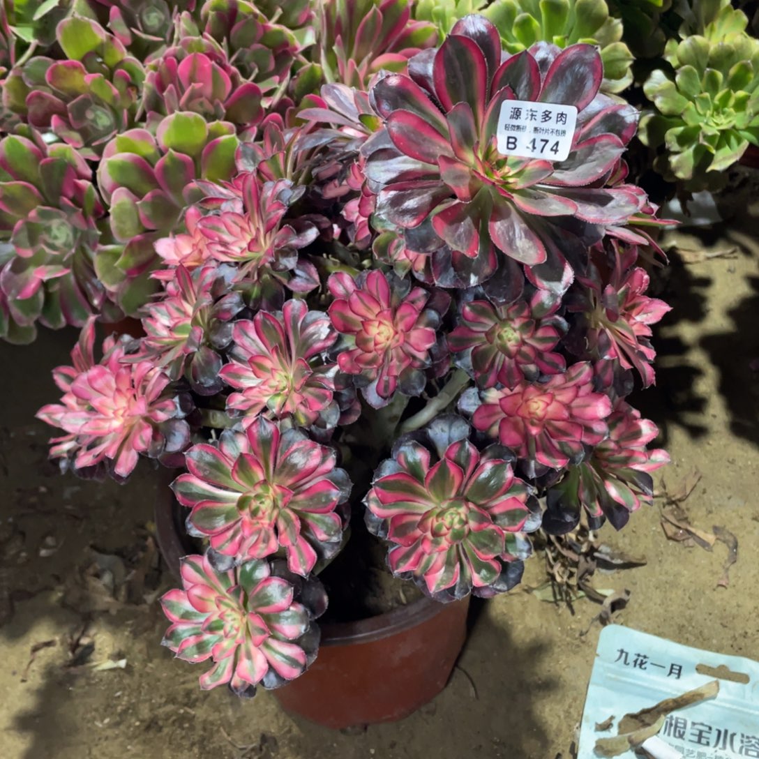 474花福蝶歪多肉法师断枝不包