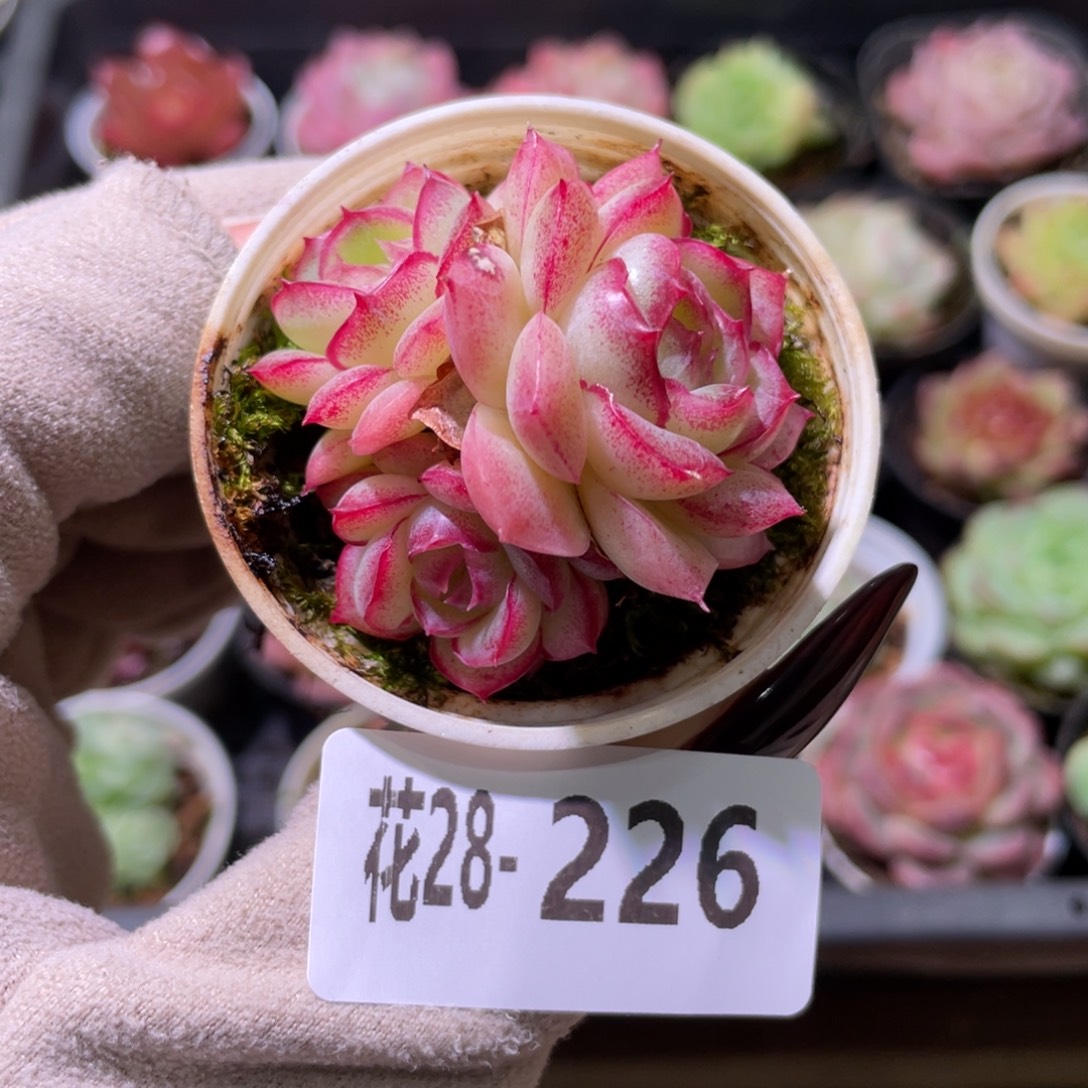 花利美28-226新品