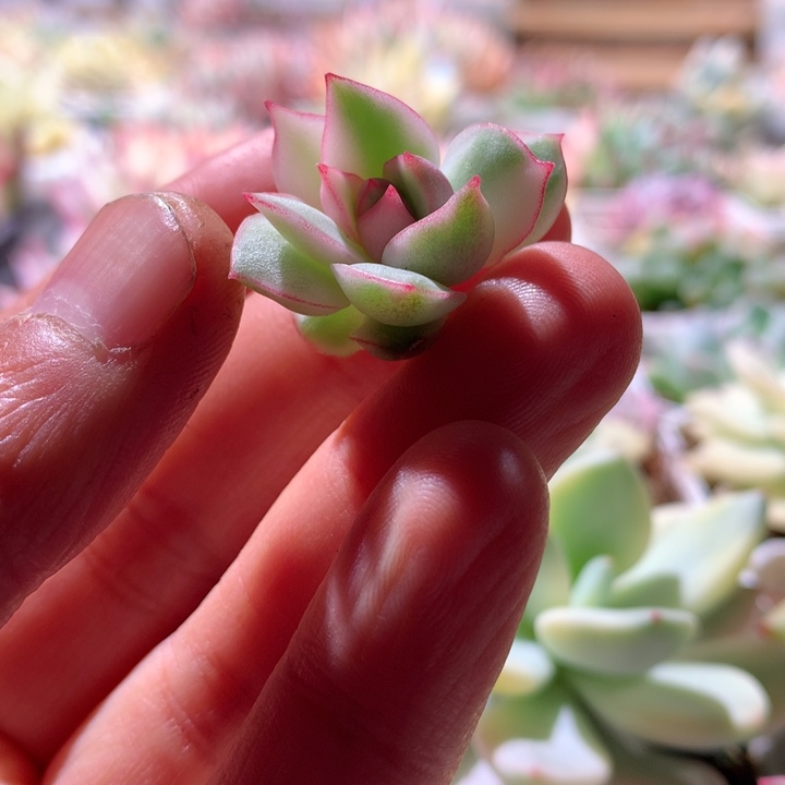 宝莲灯白覆轮锦砍头