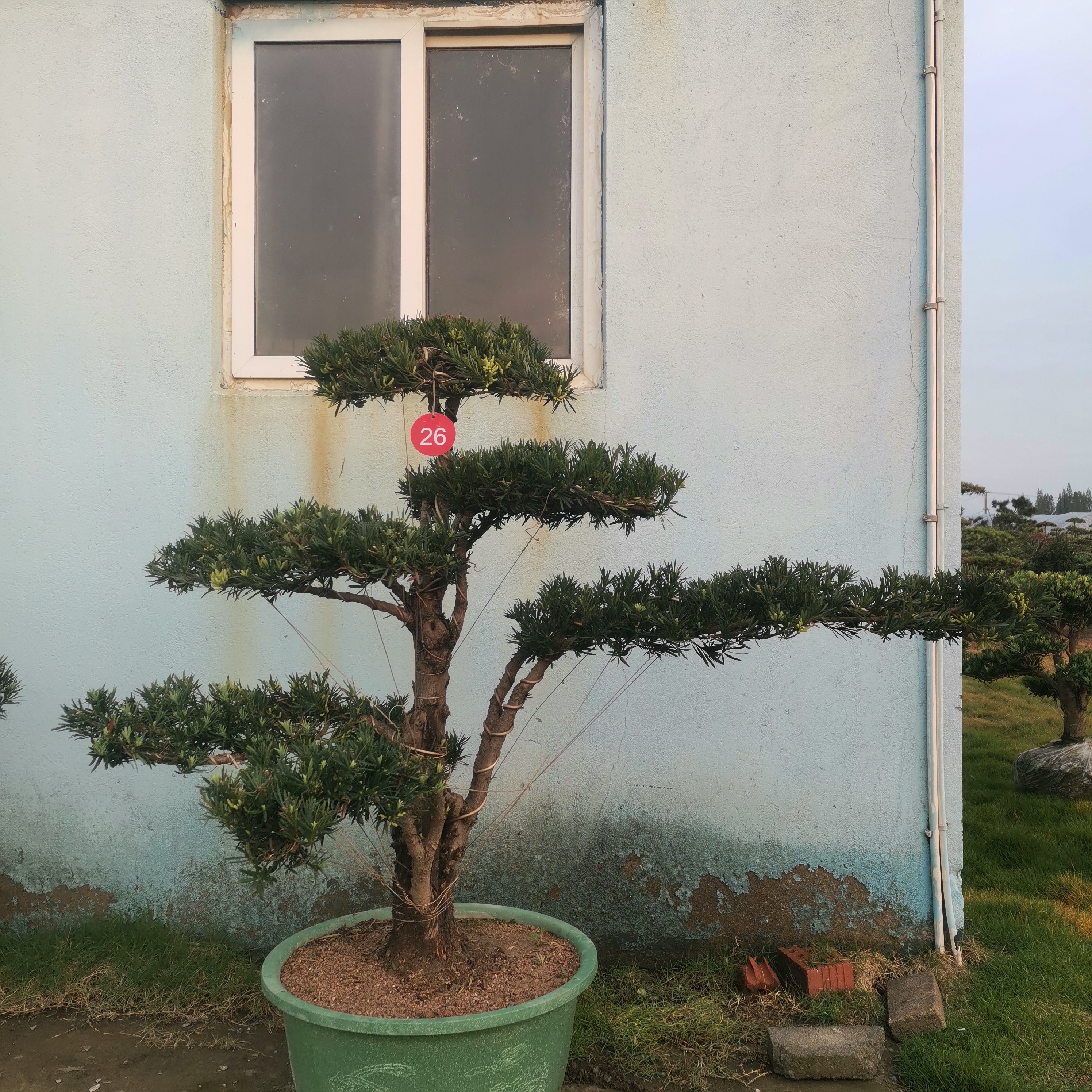 罗汉松盆栽造型树室内外庭院阳台四季常青好养活绿植