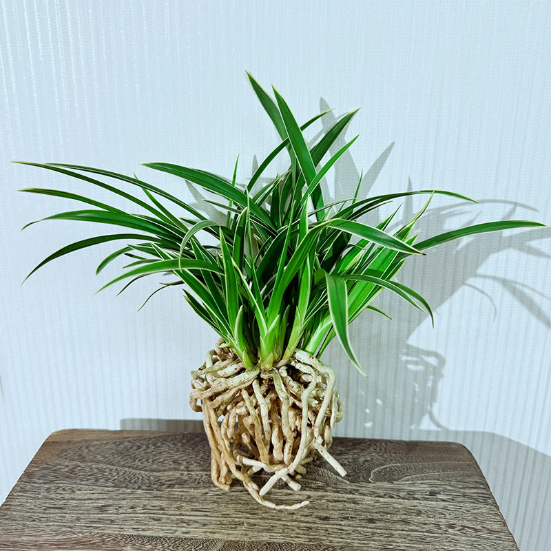 兰花建兰玉鼎红一年开2-3次一杆多花花卉盆栽绿植室内好养带香味