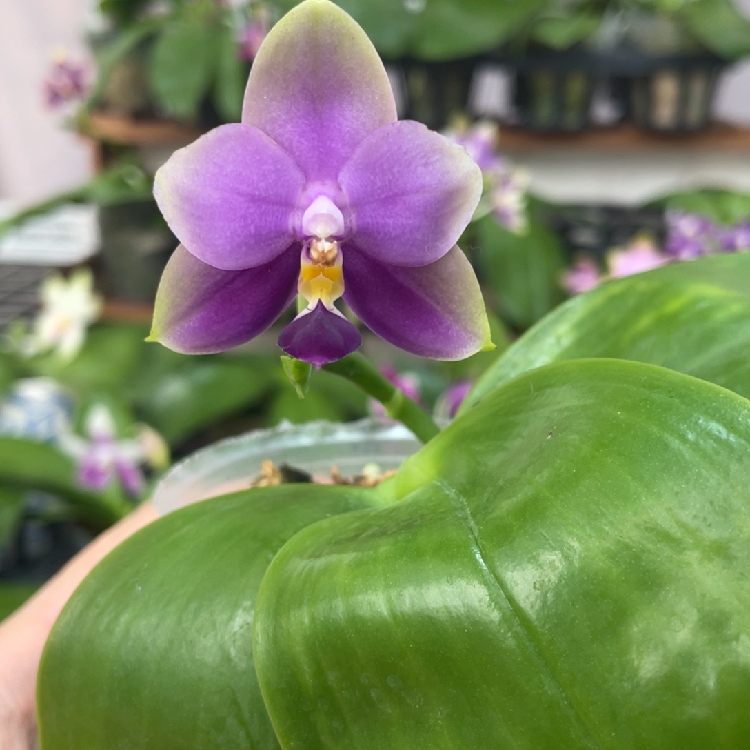完全开放12叶瑕花期不保